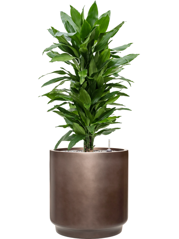 tDracaena fragrans 'Janet Lind' en Baq Gradient