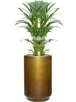 Kentia (Howea) forsteriana en Baq Gradient