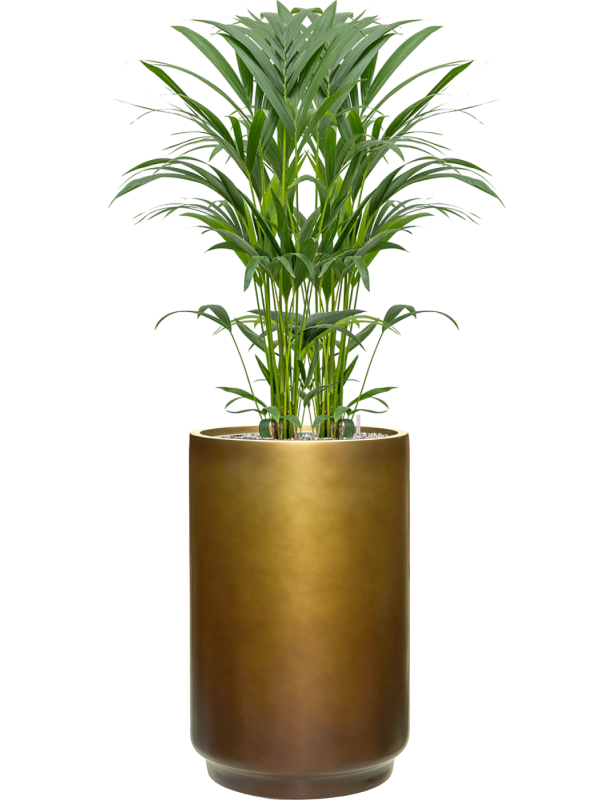 Kentia (Howea) forsteriana en Baq Gradient
