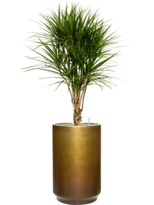 Dracaena marginata en Baq Gradient