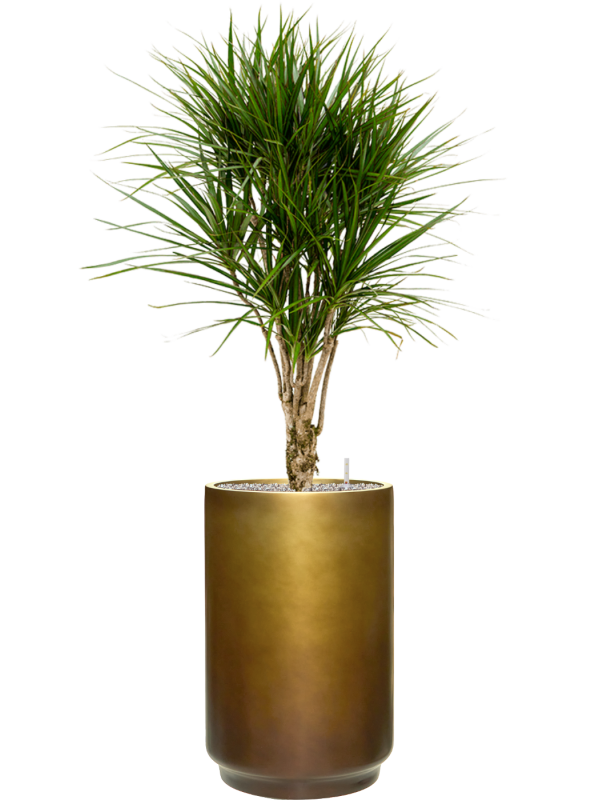 Dracaena marginata en Baq Gradient
