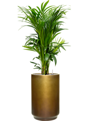 Kentia (Howea) forsteriana en Baq Gradient