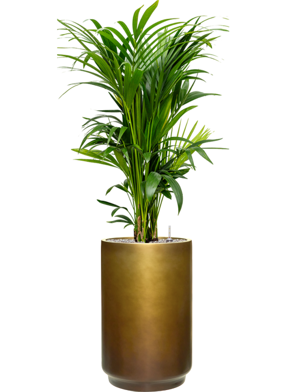Kentia (Howea) forsteriana en Baq Gradient
