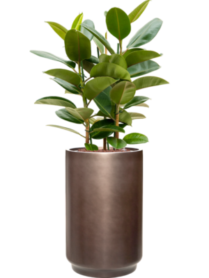 Ficus elastica 'Robusta' en Baq Gradient