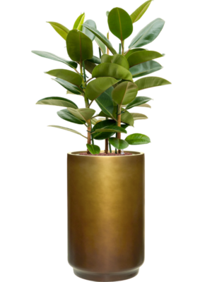 Ficus elastica 'Robusta' en Baq Gradient