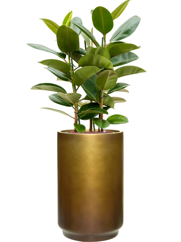 Ficus elastica 'Robusta' en Baq Gradient