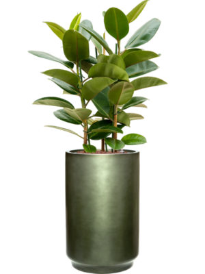 Ficus elastica 'Robusta' en Baq Gradient