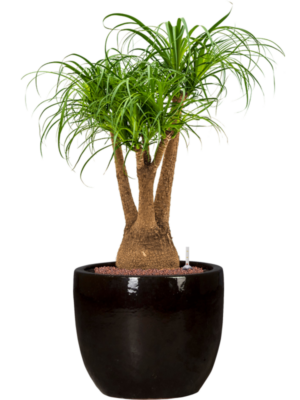 Beaucarnea recurvata en Plain