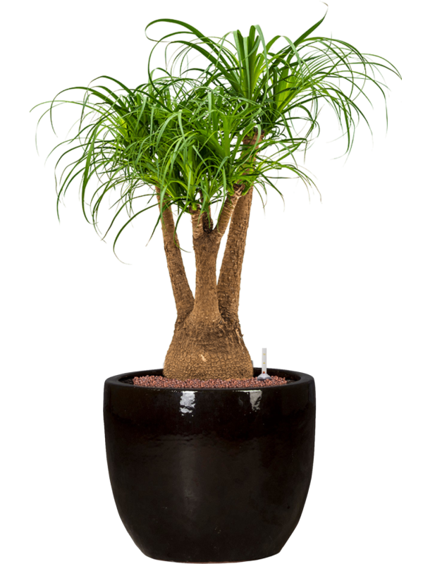 Beaucarnea recurvata en Plain, Private label