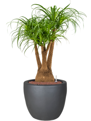 Beaucarnea recurvata en Plain