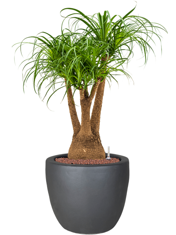Beaucarnea recurvata en Plain, Private label