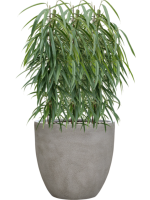 Ficus binnendijkii 'Alii' en Antwerp