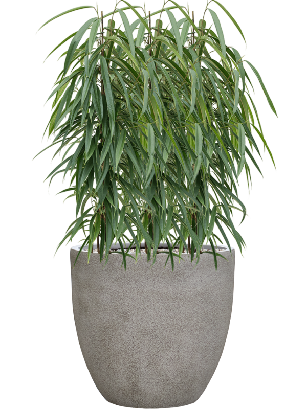Ficus binnendijkii 'Alii' en Antwerp, Private label