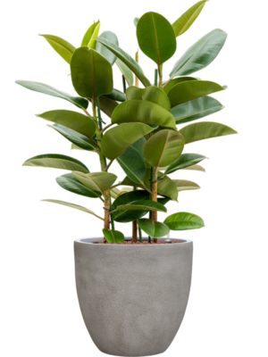 Ficus elastica 'Robusta' en Antwerp