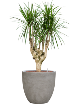 Dracaena marginata en Antwerp