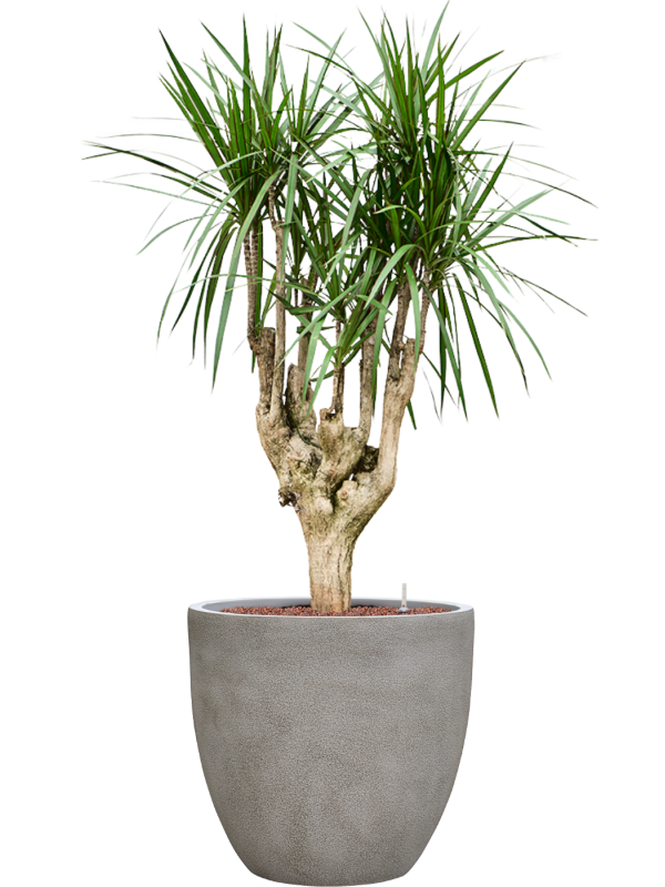 Dracaena marginata en Antwerp, Private label