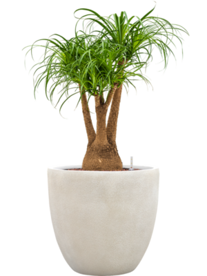 Beaucarnea recurvata en Antwerp