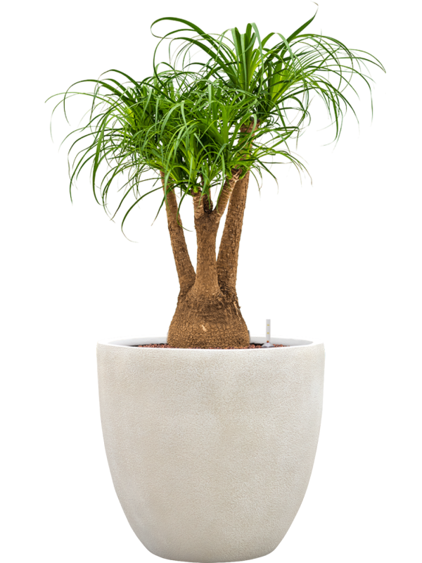 Beaucarnea recurvata en Antwerp, Private label