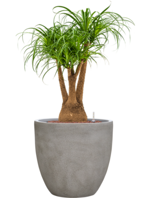 Beaucarnea recurvata en Antwerp