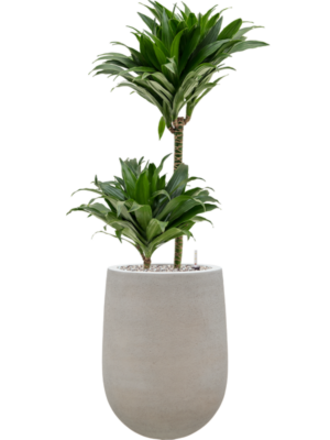 Dracaena fragrans 'Compacta' en Baq Seren