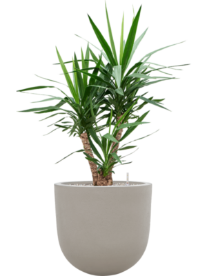 Yucca elephantipes en Baq Seren