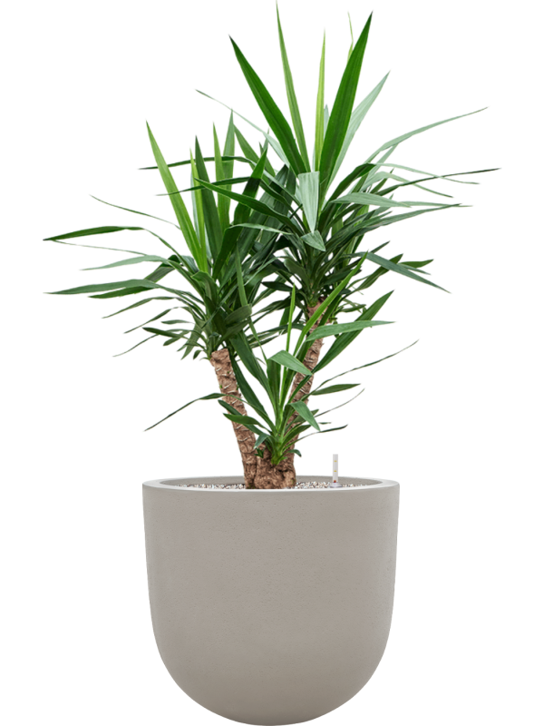 Yucca elephantipes en Baq Seren