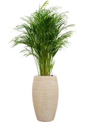 Dypsis (Areca) lutescens en Baq Dune