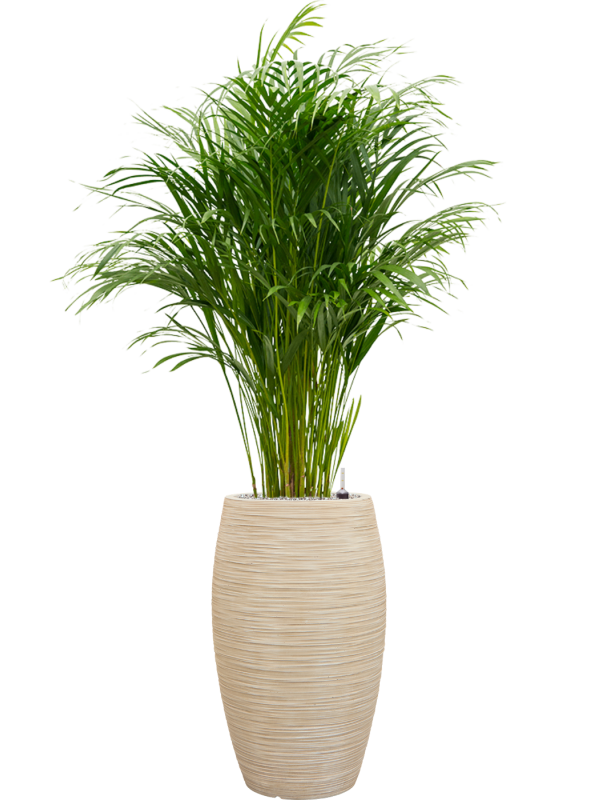 Dypsis (Areca) lutescens en Baq Dune