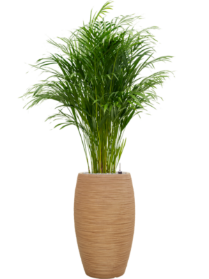 Dypsis (Areca) lutescens en Baq Dune
