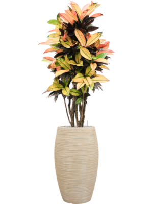 Croton variegatum 'Mrs. Iceton' (105-135cm) en Baq Dune