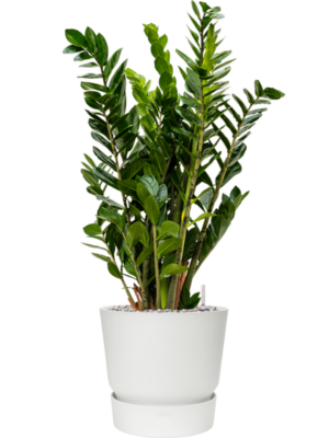 Zamioculcas zamiifolia en Greenville
