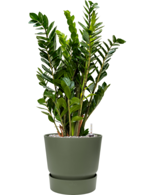 Zamioculcas zamiifolia en Greenville