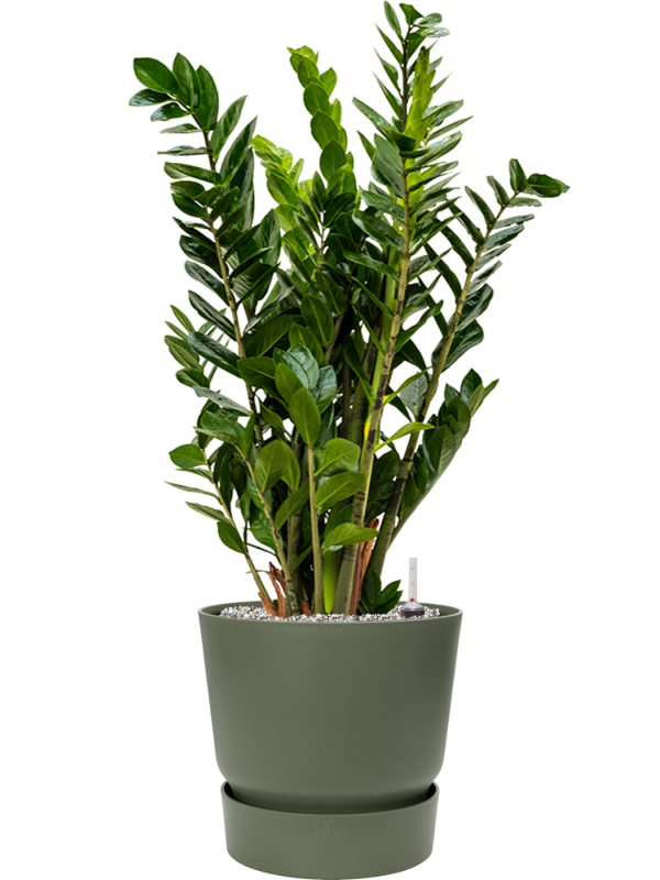 Zamioculcas zamiifolia en Greenville, Elho