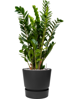 Zamioculcas zamiifolia en Greenville