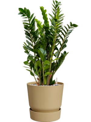 Zamioculcas zamiifolia en Greenville