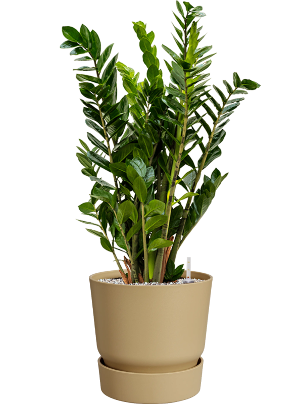 Zamioculcas zamiifolia en Greenville, Elho