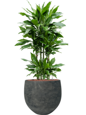 Dracaena fragrans 'Janet Lind' en Rough