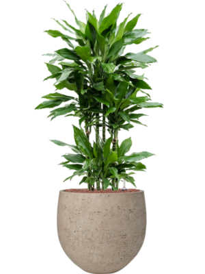 Dracaena fragrans 'Janet Lind' en Rough