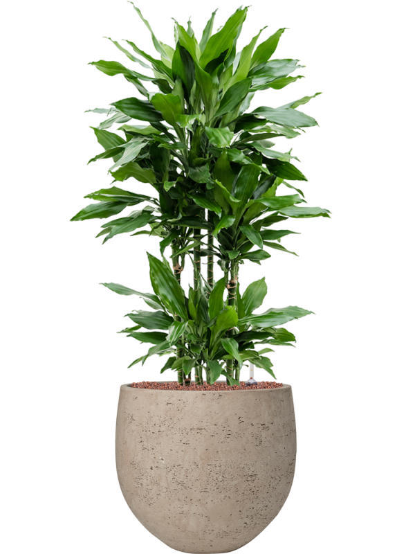 Dracaena fragrans 'Janet Lind' en Rough, Pottery Pots