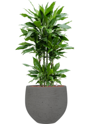 Dracaena fragrans 'Janet Lind' en Rough