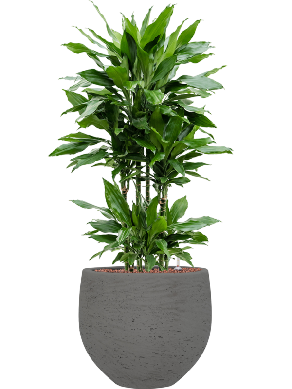 Dracaena fragrans 'Janet Lind' en Rough, Pottery Pots