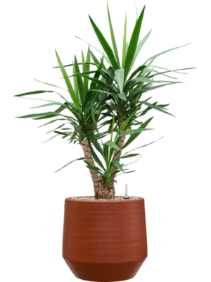 Yucca elephantipes en Chakka