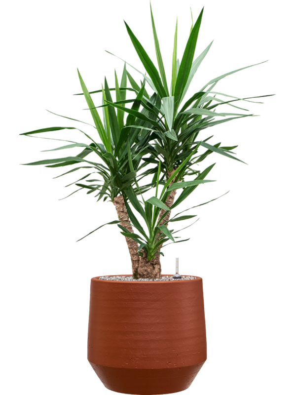 Yucca elephantipes en Chakka, Gina Da