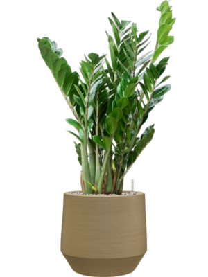Zamioculcas zamiifolia en Chakka