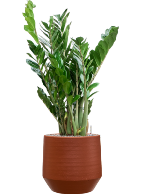 Zamioculcas zamiifolia en Chakka