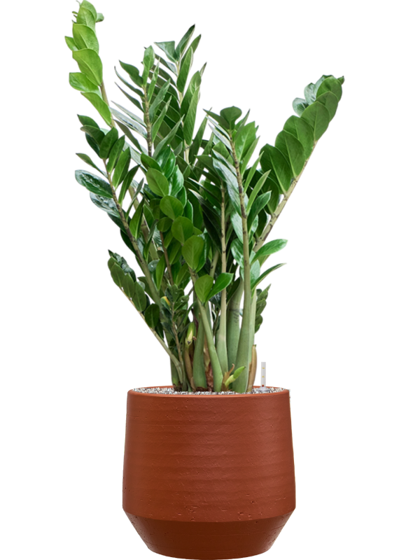 Zamioculcas zamiifolia en Chakka, Gina Da