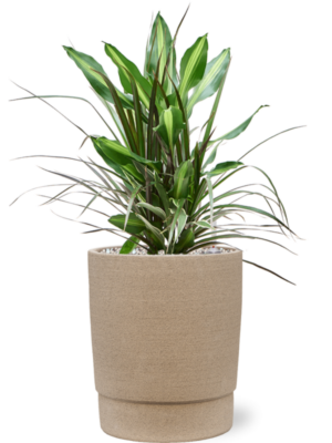 Dracaena combo en Chao