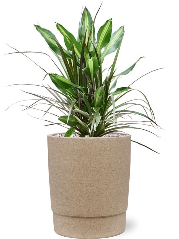 Dracaena combo en Chao, 1240C