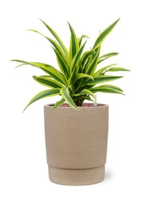 Dracaena fragrans 'Lemon Lime' en Chao