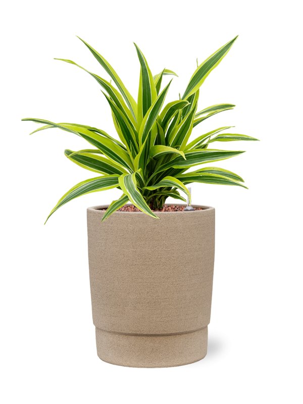 Dracaena fragrans 'Lemon Lime' en Chao, 1240C